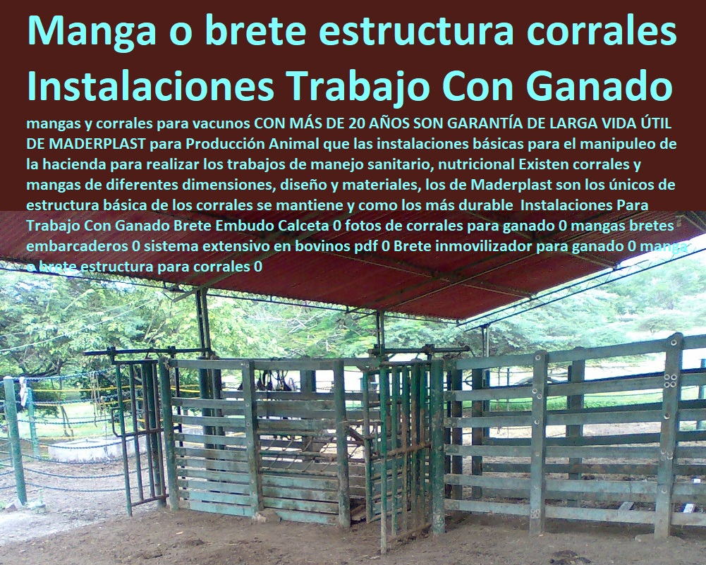 Instalaciones Para Trabajo Con Ganado Brete Embudo Calceta 0 fotos de corrales para ganado 0 mangas bretes embarcaderos 0 Pesebreras De Caballos, Plaza Toros, Brete Ganadero, Apretaderos Embarcaderos, Postes Tablas, Corral Caballerizas, Polines Varetas, Mangas De Coleo, Horcones Madera Plástica, Corrales, Establos De Ganado, Mangas De Coleo, sistema extensivo en bovinos pdf 0 Brete inmovilizador para ganado 0 manga o brete estructura para corrales 0 Instalaciones Para Trabajo Con Ganado Brete Embudo Calceta 0 fotos de corrales para ganado 0 mangas bretes embarcaderos 0 sistema extensivo en bovinos pdf 0 Brete inmovilizador para ganado 0 manga o brete estructura para corrales 0